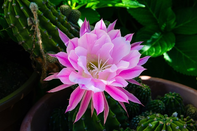 水仙花代表什么花语，秘鲁水仙花的花语