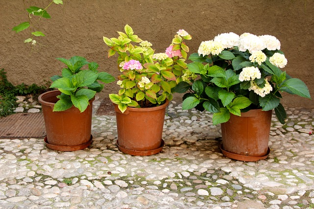 怎么在家种石斛盆栽，石斛可以在家用花盆种植吗