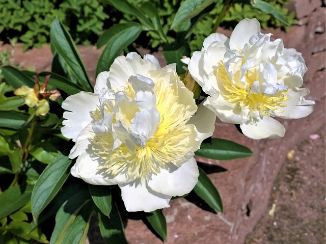 白晶菊怎么种，白晶菊需要深盆还是浅盆