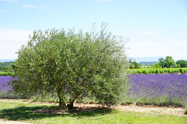 紫玉兰树苗种植的注意事项，紫玉兰花树耐阴吗怎么养护