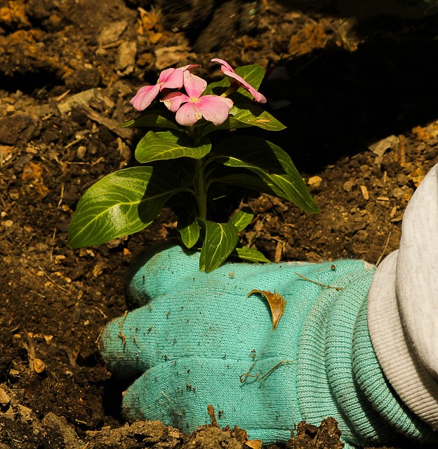 白兰花盆栽养殖方法，白兰花种植方法和时间